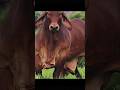 The biggest cow in the world