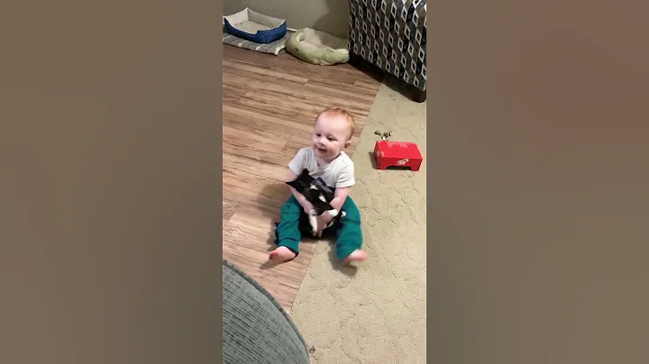 Watch the video about Funny babies playing with cat - Peachy Vines #shorts #funnybaby #babycat