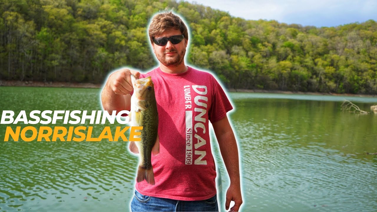 Bass fishing Norris lake mid April.