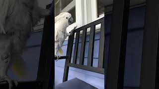 Cockatoo hasn't yet warmed up to new climbing rig, hides behind mama...