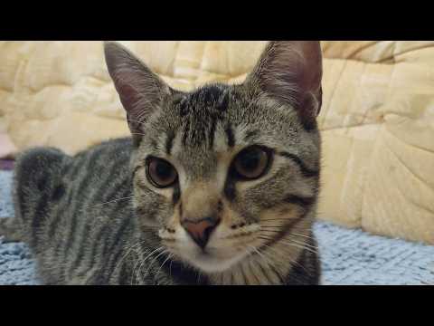 Loudest cat purr in Germany