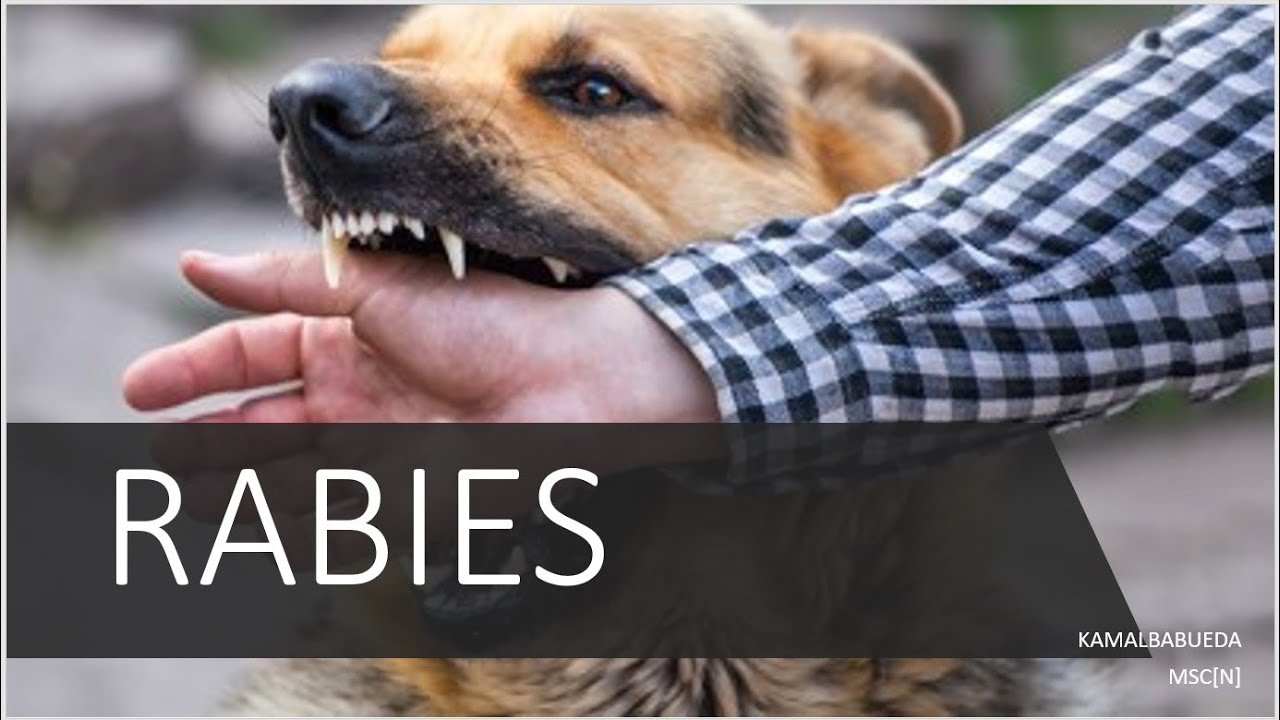 RABIES [PART-A] - YouTube