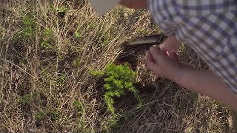 Juniper Tree Stock Video