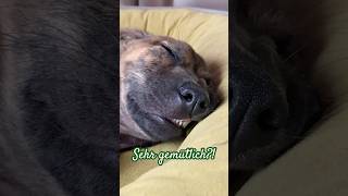 🇮🇩wer schlaft so?🤣🐶 #puppy #balidog #zweimitohneplan #reisevlog #rescuedog #adoptdontshop