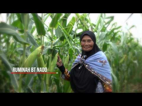 Video: Mengapa Jagung - Permaisuri Ladang