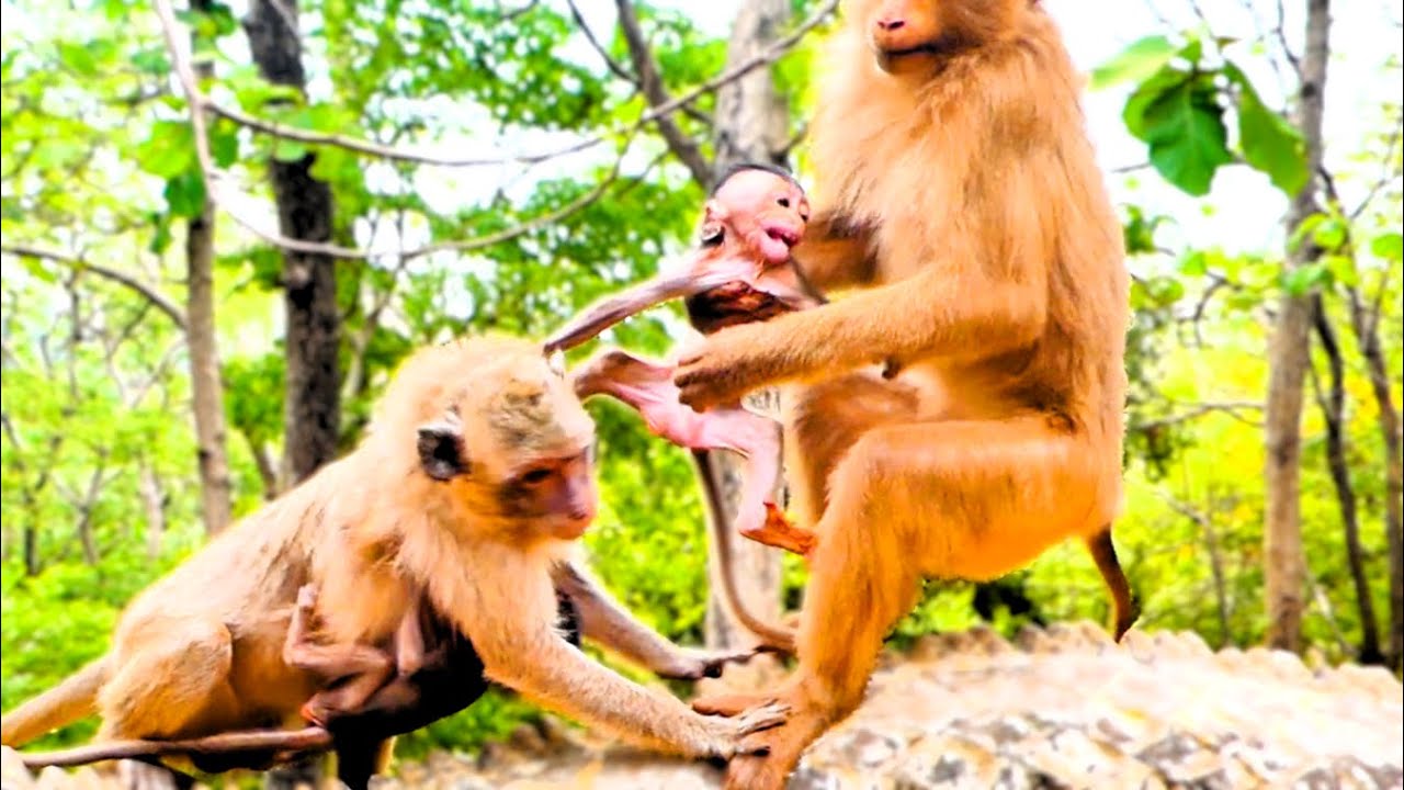 Pitiful Baby Monkey Kidnapped While Mother Is Distracted