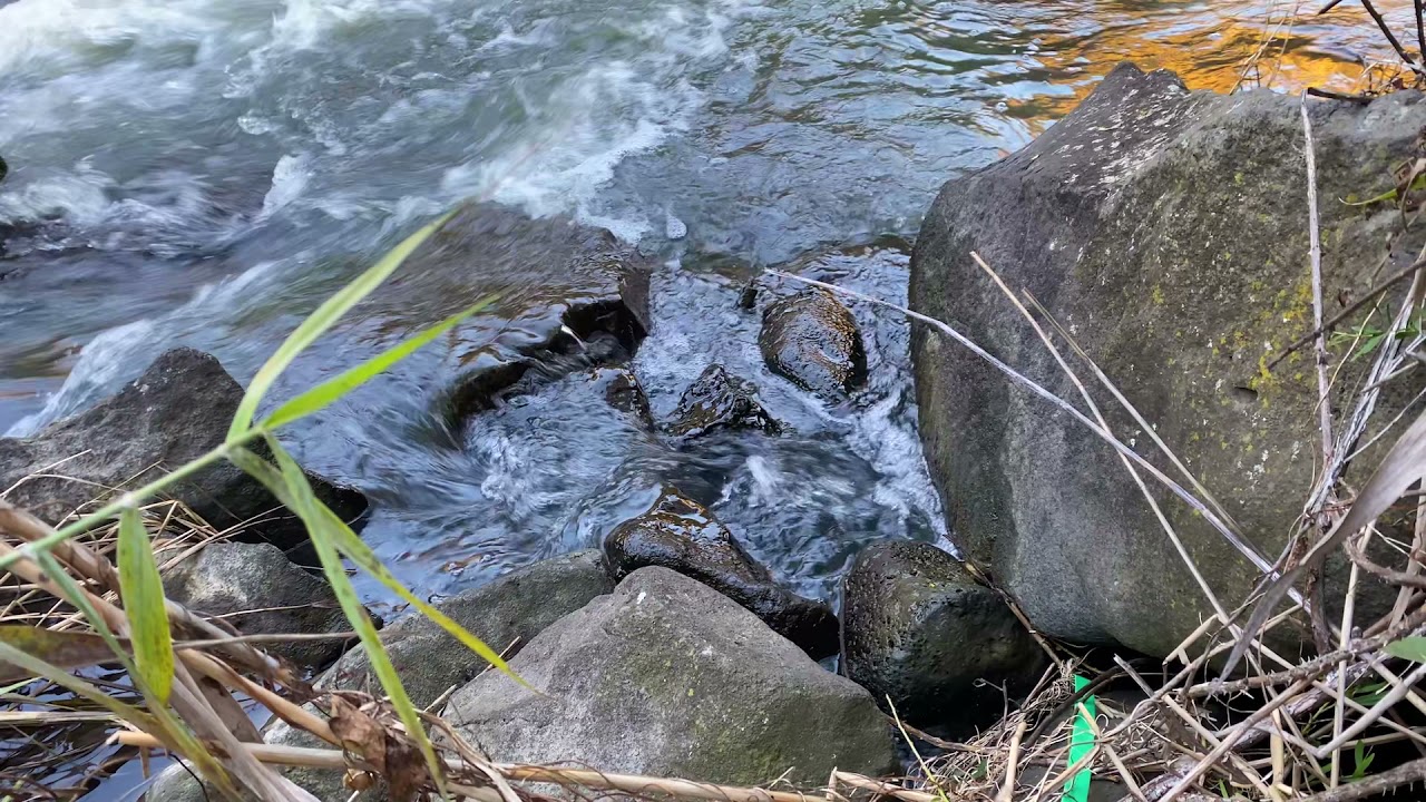 Laying Next to the River at Merry Creek - Ambient Soundscape