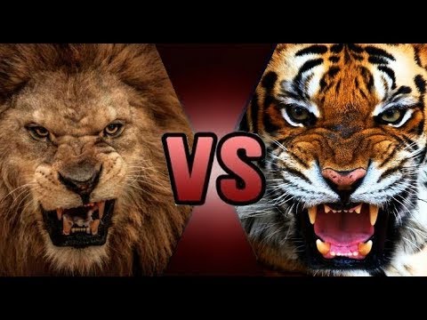 動物 ライオン と トラ はどっちが強い ライオン キング Youtube