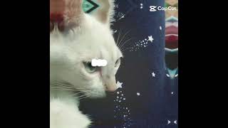 just a edit 😀 #roblox #minecraft #mm2 #dream #cat #study #cooking