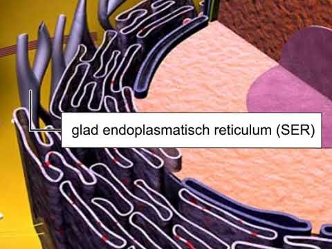 Endoplasmatisch reticulum 1;21