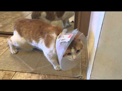 Страдания кота. Страдания кота.