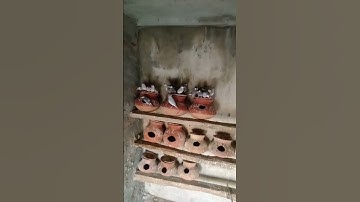 java Birds Progress 2024 l Java Bird breeding Season 2024/25 l Silver Java l Fawn Java l White Java