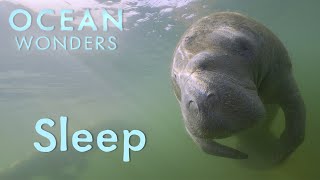 Ocean Wonders: Slumber in the Sea