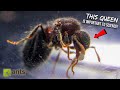 Why Scientists Want to Study These Queen Ants From My Yard