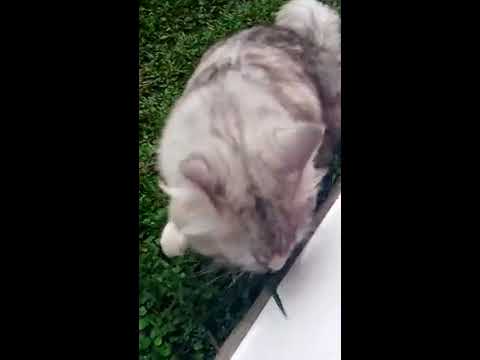 Video Kucing Anggora Lucu Sedang Makan Rumput