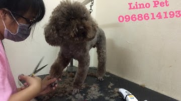 Cắt tỉa lông cho chó Poodle đẹp nhất tại Hà Nội - Linopet.net