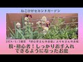 《初心者さんのお庭⑤続き》夏に向けて植え替え&捕植後の様子