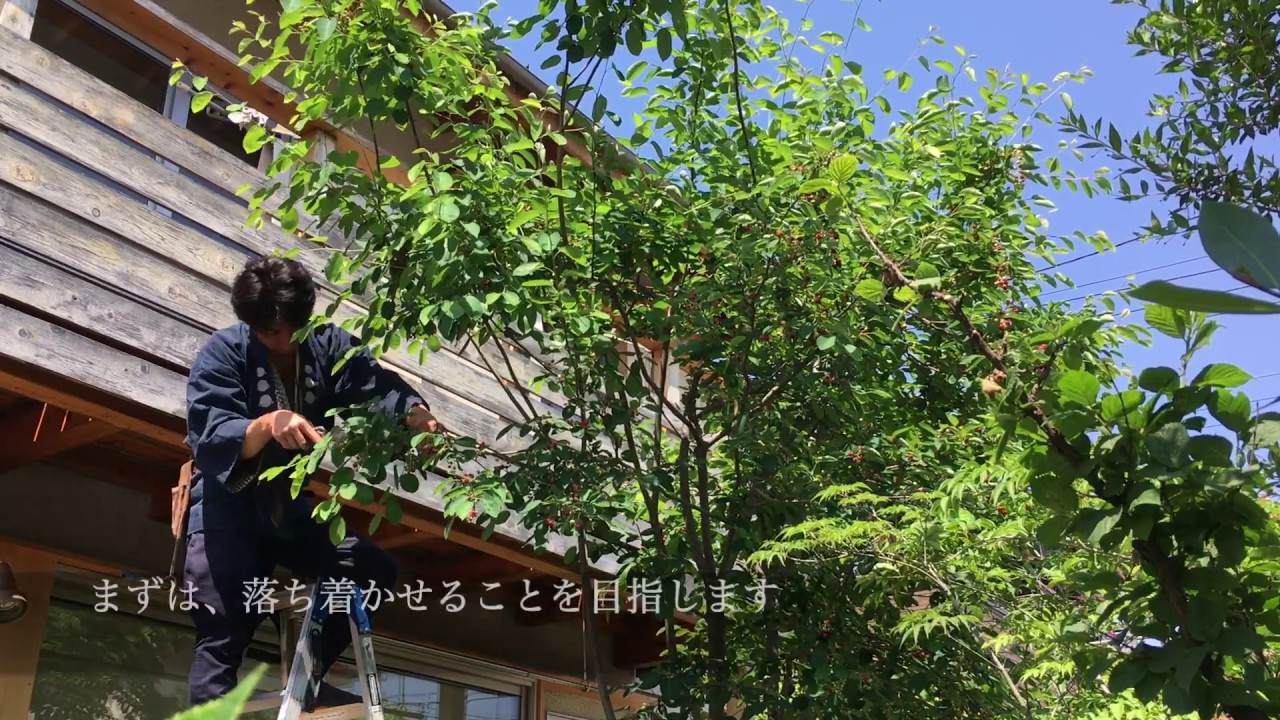 東京 立川市 剪定の紹介 ジューンベリーの自然樹形剪定 Youtube