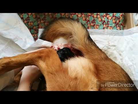 German Shepherd delivery, dog gives birth at home, How to help a dog with childbirth