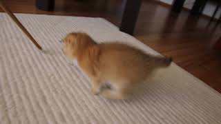 The last Golden Kitties by Ellies Cats 599 views 5 years ago 1 minute, 1 second