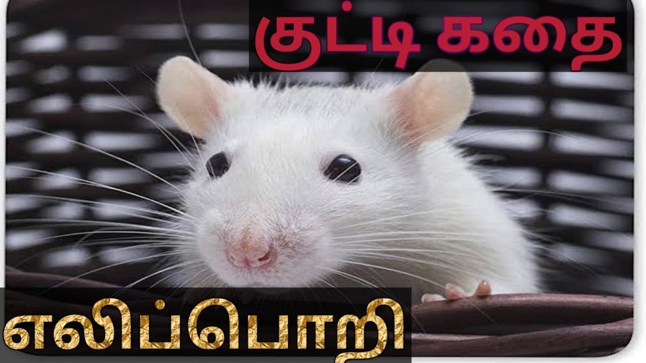 Eli Pori Short Story trending YouTube eli-pori-short-story-trending-youtube