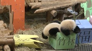 It was party time on thursday for chinese giant panda cubs jia panpan
and yueyue as they celebrated their first birthday at the toronto zoo.
zoologists a...