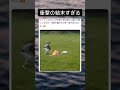 とりあえず、無事で何より #shorts #猫 #おすすめ