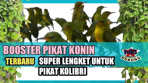 🔴 DUA BETINA BERTENGKAR 🔴 SUARA KHUSUS PIKAT BURUNG KOLIBRI NINJA (KONIN) - TERBARU 2022