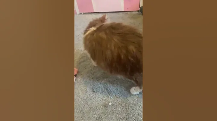 Allison gave her cats a bath