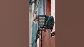 The Clouded Leopard A Feline Force to Be Reckoned WithIn the realm of felines the...
