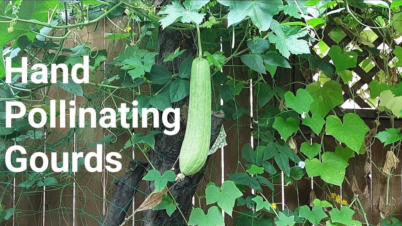 How to Hand Pollinate Gourds/Growing Sponge Gourd/Luffa Gourd/Bottle