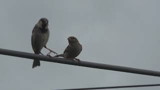 Famous Sparrows mating in slow motion Profile