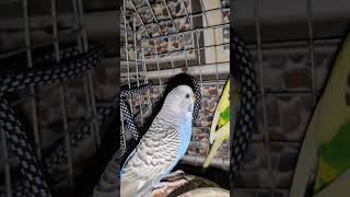Australia parrot 🦜 ll wild life ll #parrot watch see the video 😳