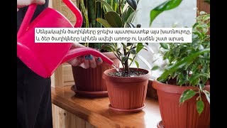 Download lagu Սենյակային ծաղիկները ջրելիս պատրաստեք այս խառնուրդը և ձեր ծաղիկները կլինեն ավելի առողջ ու կաճեն շատ Սենյակային ծաղիկները ջրելիս պատրաստեք այս խառնուրդը և ձեր ծաղիկները կլինեն ավելի առողջ ու կաճեն շատ