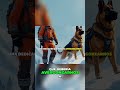Los Perros de Rescate. Héroes Cuya Dedicación Nos Inspira