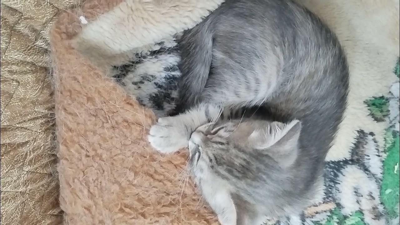 сонное царство - YouTube