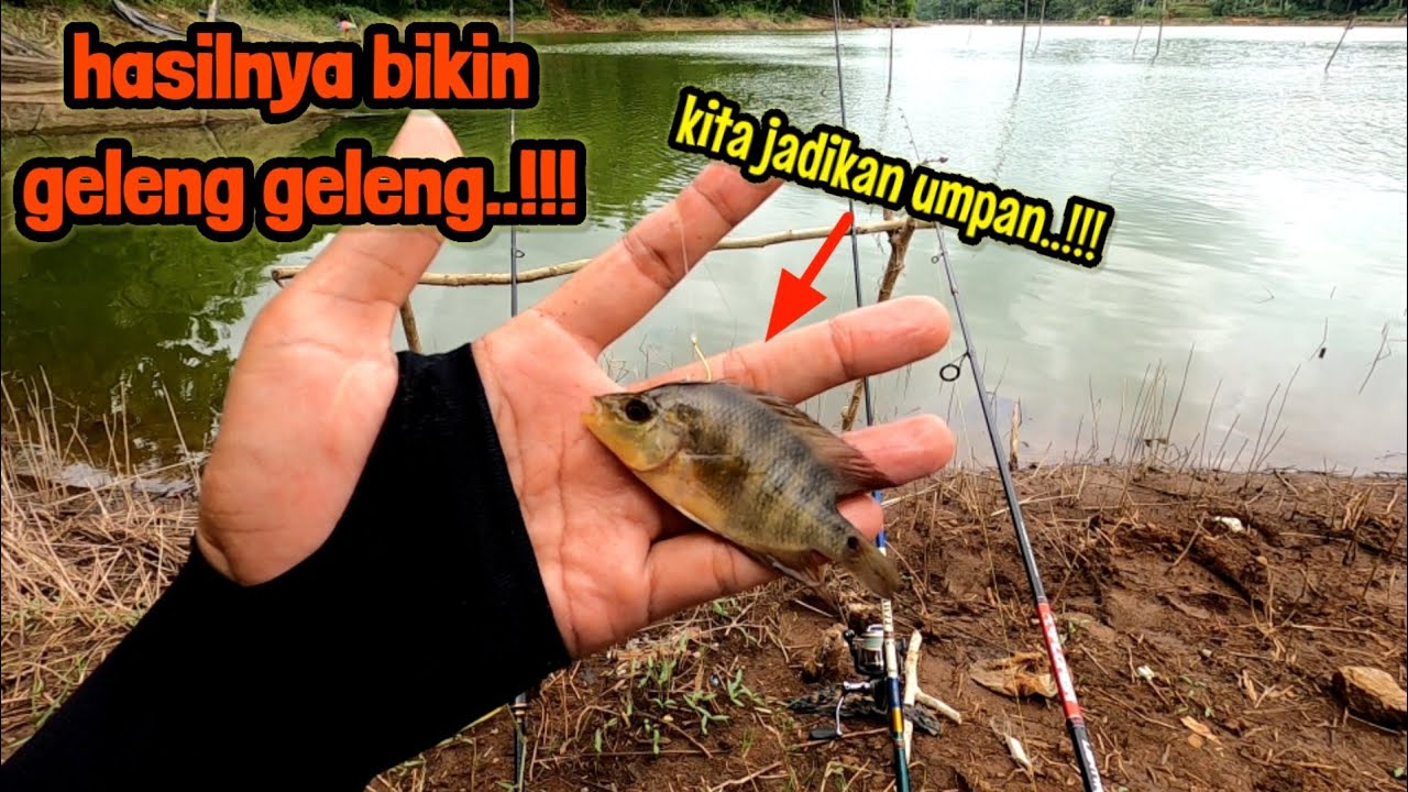 DISIKAT JUGA EKSPERIMEN PAKAI UMPAN NAHOL || mancing ikan red devil