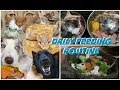 DAILY FEEDING ROUTINE FOR 30+ PETS! (FEEDING MY ANIMALS!)