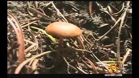 Mold Informational Video