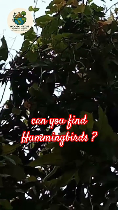 mysterious Bird🥰#birds