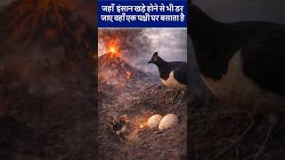 Maleo - Have super power #information #nature #knowladge #youtubeshort #viral #short