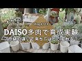 【Vlog313】【多肉植物】ダイソー多肉で育成実験