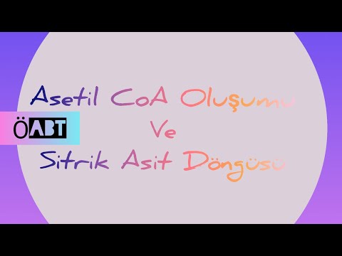 Video: Asetil CoA'nın rolü nedir?