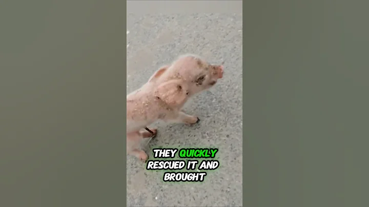 Akind family rescued a newborn piglet that fell from a truck, and then this happened #shortvideo