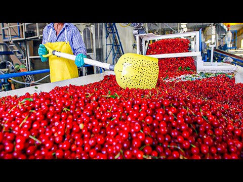 Cherry Harvest Process | How Cherries Are Packed In The Factory | Modern Cherry Harvesting Machine