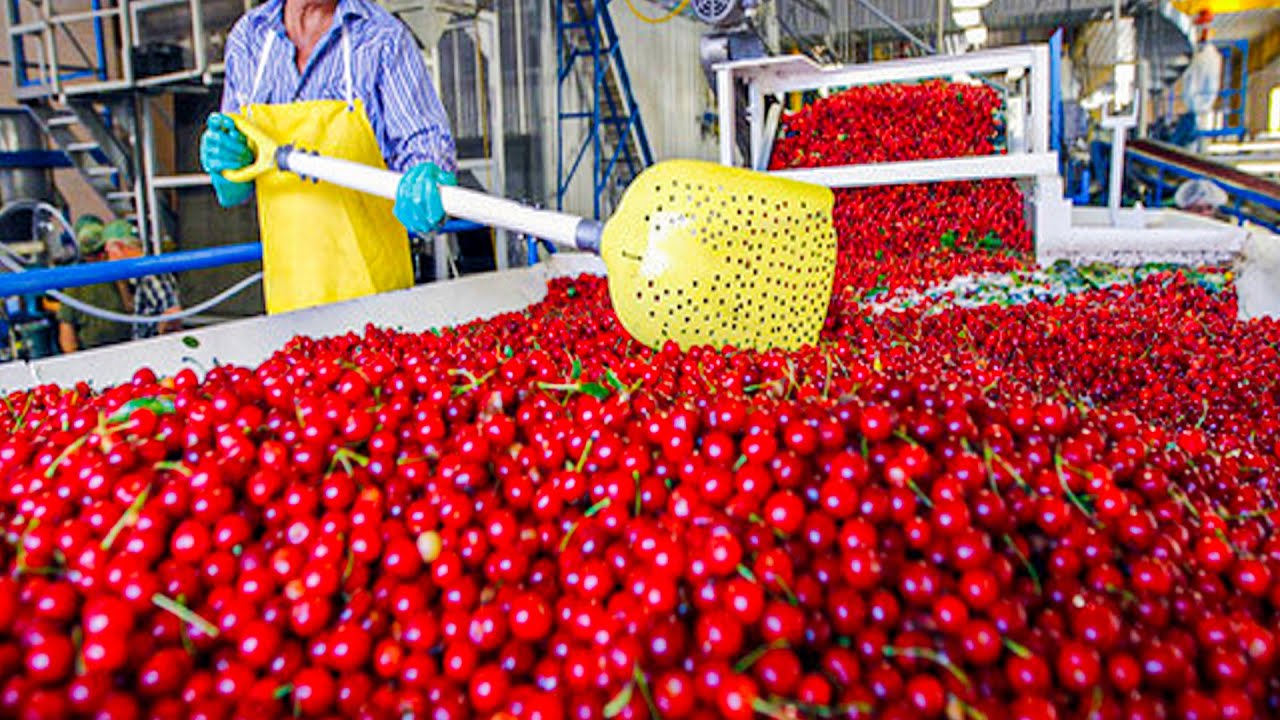 Cherry Harvest Process How Cherries Are Packed In The Factory