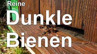 Welche ist die Dunkle Biene? Unsere heimische Nordbiene - Apis mellifera mellifera - Mini Plus
