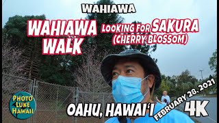 Wahiawa Walk Where Are the Sakura February 28, 2021 Wahiawa Botanical Garden Hirano Nursery