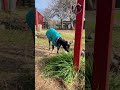 Pretzel goes for a walk