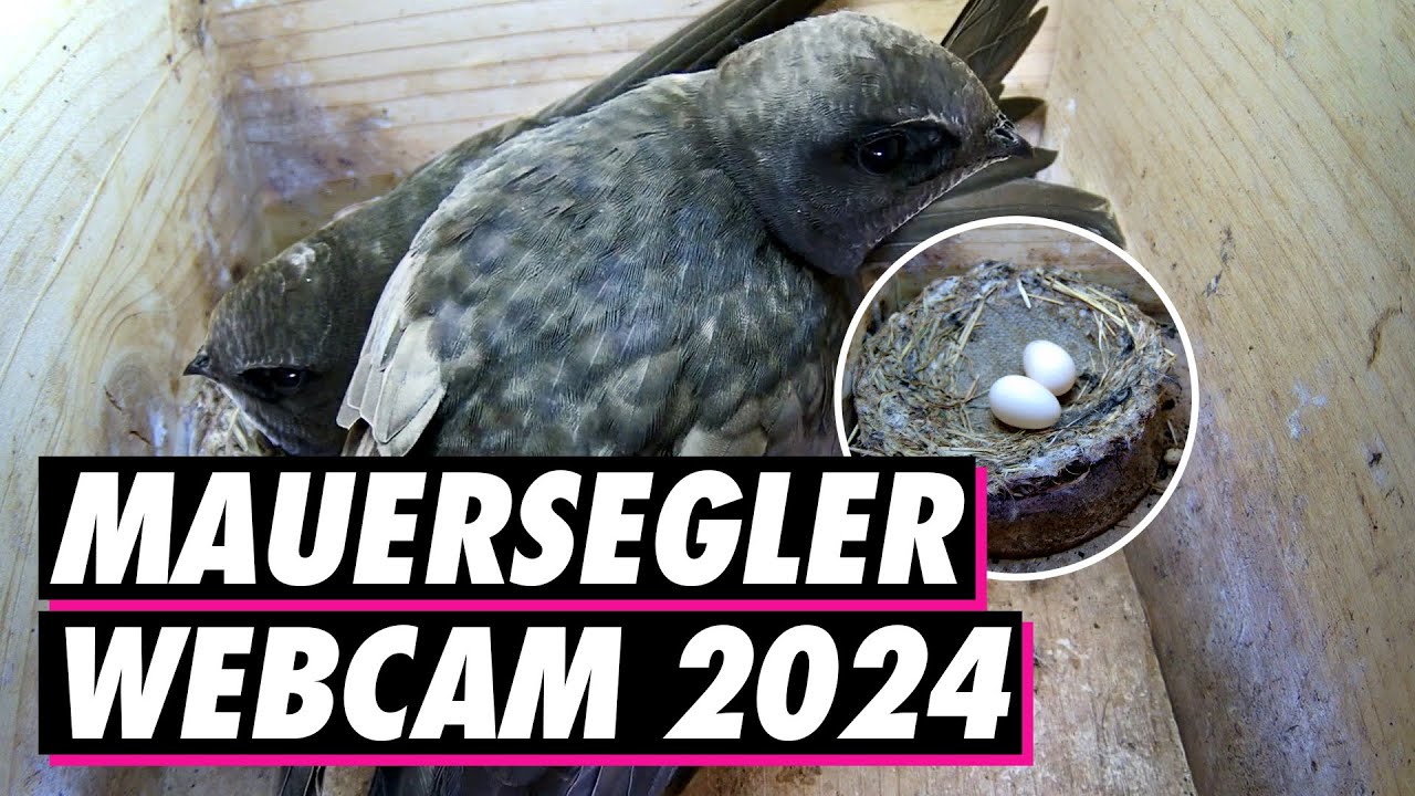 Mauersegler Webcam